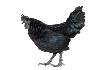 Black colour chicken (kadaknath) on a Transparent PNG Background