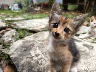 Obraz premium cute pose and expression of a cute kitten relaxing while looking at the camera