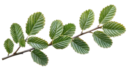 Herb with zigzag leaf edges, Transparent background, PNG file