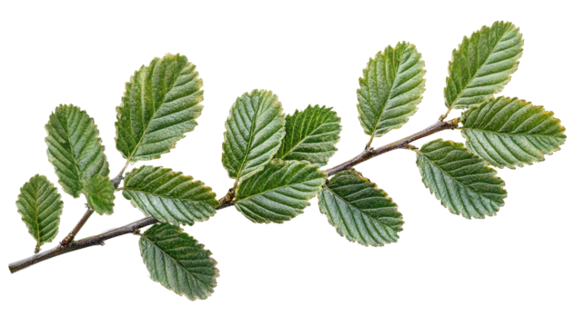 Herb with zigzag leaf edges, Transparent background, PNG file