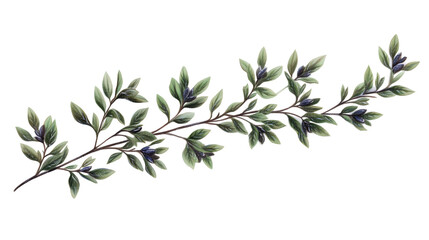 Hex leaf rosemary sprig, Transparent background, PNG file