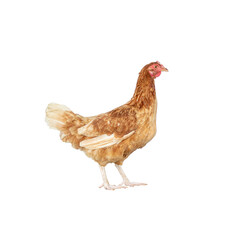 India country chicken on a Transparent PNG Background