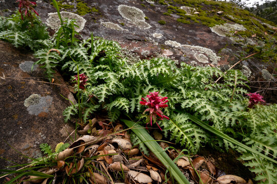 Pedicularis densiflora (Indian Warrior)