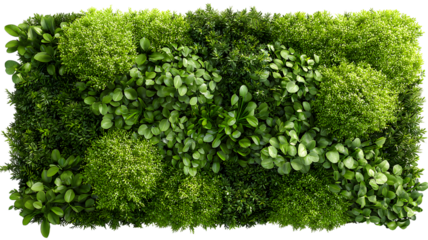 Lush green wall composition showcasing variety of plants and textures featuring decorative foliage for nature-inspired designs isolated on white transparent