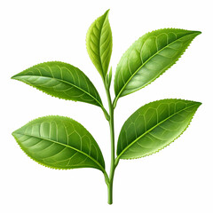 Fototapeta premium Green tea leaf fresh and organic isolated on transparent background for herbal natural product design 