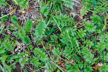 Ground Cover of Serrated Leaf Plants and Grass