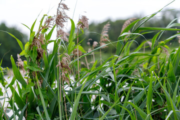 Tall Grass and Seed Heads Near Water