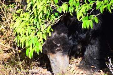 Sri Lankan Sloth Bear in Wild
