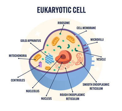 Detailed animal eukaryotic cell diagram with label organelles including nucleus, mitochondrion ribosomes Golgi apparatus, ER, for biology classroom science teaching education isolated white background