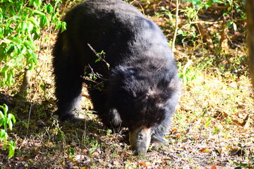 Sri Lankan Sloth Bear in Wild