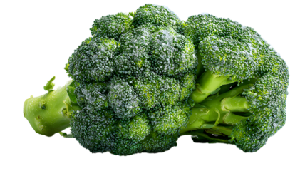 Fresh broccoli head with water droplets against background depicting healthy eating and nutritional benefits.