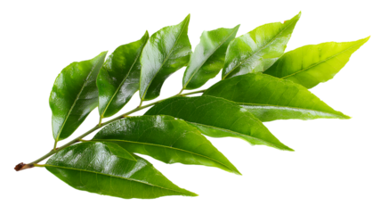 Fresh curry leaves branch isolated on a  background showing the natural green foliage in a macro close up shot