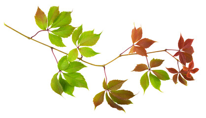Parthenocissus twig with green and red autumn leaves isolated on white or transparent background