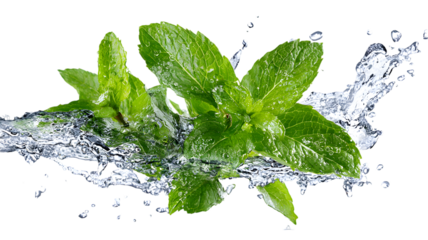 Fresh mint sprigs in clean water splash on background refreshing culinary herb concept