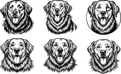 Obraz premium Six Golden Retriever Portraits Black and White Dog Heads