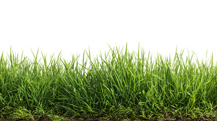 Fototapeta premium Lush green grass border design for graphic elements and background use for decorative and creative projects