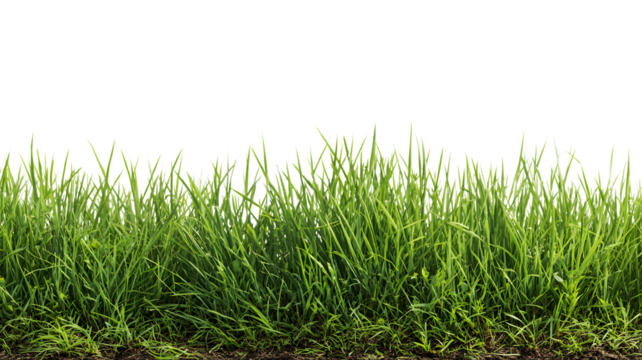 Lush green grass border design for graphic elements and background use for decorative and creative projects