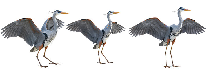 Fototapeta premium Grey Heron Birds with Open Wings Set On Isolated Transparent Background
