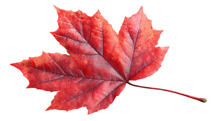 Vibrant autumnal maple leaf isolated against a transparent background showcasing natural texture and rich crimson colors