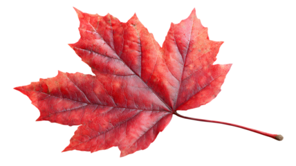 Vibrant autumnal maple leaf isolated against a transparent background showcasing natural texture and rich crimson colors