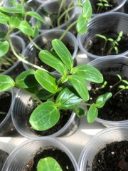 Healthy seedlings growing in small cups on a sunny day