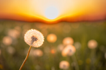 Pusteblume im Sonnenuntergang