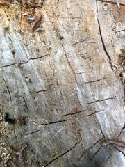 Detailed view of a weathered wooden surface outdoors