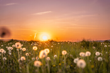 Pusteblume im Sonnenuntergang