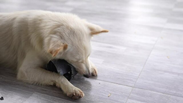 The white dog likes to bite things in the house.