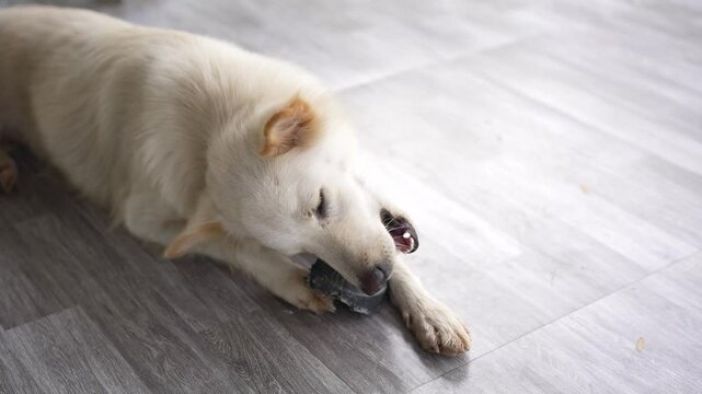 The white dog likes to bite things in the house.