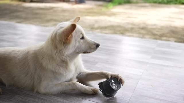 The white dog likes to bite things in the house.