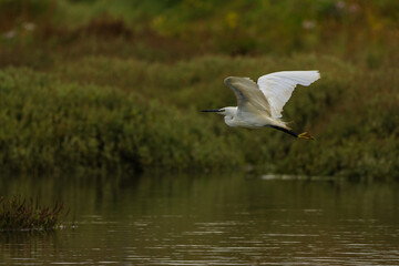 Little Egret in Flight Over Wetland