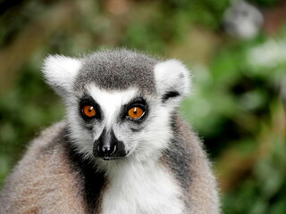 Portrait of ring tailed lemur or lemur catta, endangered species of Madagascar