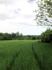Lush green rice field with tractor tracks under cloudy sky