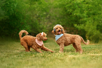 dogs red poodle funny photo, playing on a green lawn, photo of a pet in nature, walk in the park