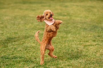 red poodle dog jumping happily on a green lawn, photo of a pet in nature, walk in the park