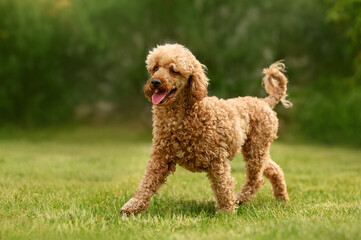 red poodle dog running happily across a green lawn, photo of a pet in nature, walk in the park