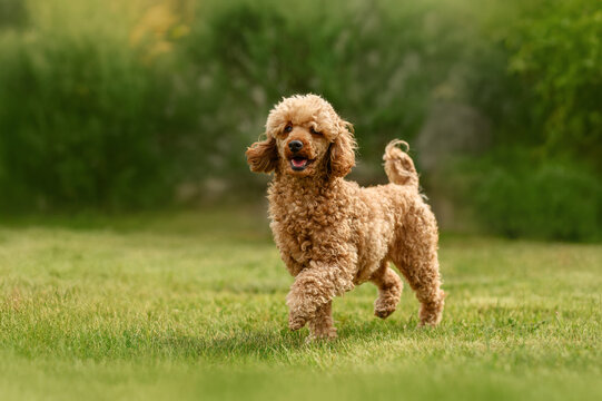red poodle dog running happily across a green lawn, photo of a pet in nature, walk in the park