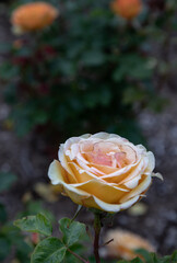 Delightful Rosa Flowers 'Happy Birthday' on natural background, which is a floribunda rose is...
