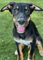 Black and Tan Mixed Breed Dog with Happy Expression