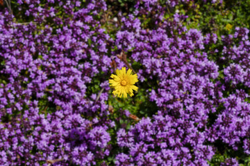 Concept of distinct and unique. In vibrant nature, a yellow flower glows among purple flowers,...