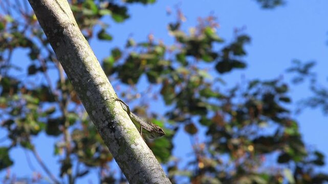 A chameleon (Chamaeleo calyptratus) sunbathing on an Albizia wood log in vivid 4K detail. Its vibrant scales shimmer under the sunlight in a natural forest setting.