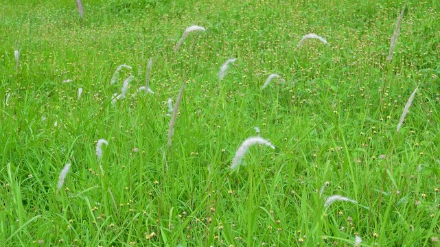 Beautiful winter grain meadow on Java Island, Indonesia