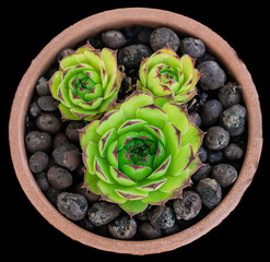 Lush and Beautiful Succulent Plants Arranged in a Terracotta Pot Adorned with Pebbles
