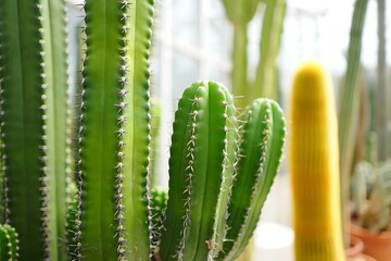 Fototapeta premium Green Cactus Plants Closeup Spines Desert Botanical