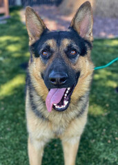 German Shepherd Dog Standing on Grass with Tongue Out