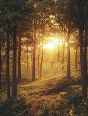 Fototapeta premium Sunset forest scene, golden hour, nature background