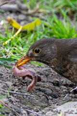 Female Blackbird (Turdus merula) in Dublin, commonly found across Europe in gardens and woodlands