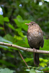 Female Blackbird (Turdus merula) in Dublin, commonly found across Europe in gardens and woodlands