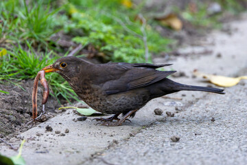 Female Blackbird (Turdus merula) in Dublin, commonly found across Europe in gardens and woodlands
